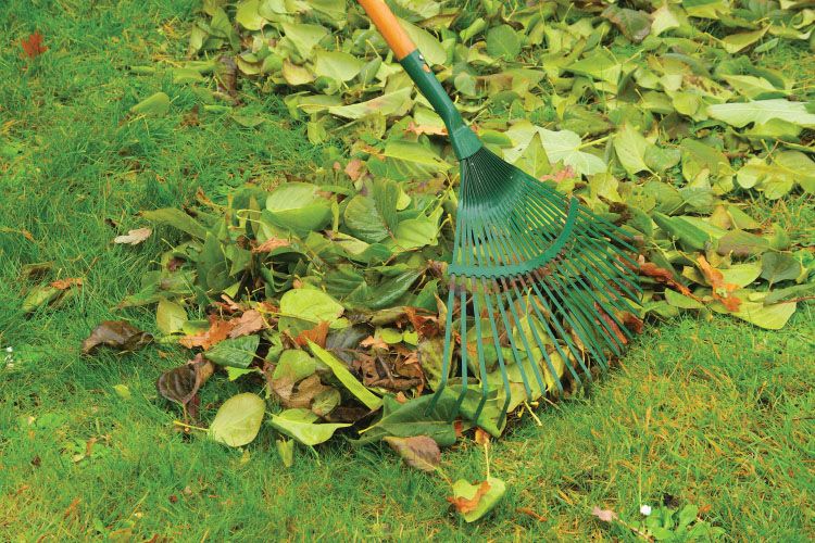 Artificial lawn - Cleaning With Rake