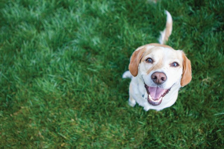  Gazon artificiel - Ce qui la rend résistante aux animaux 