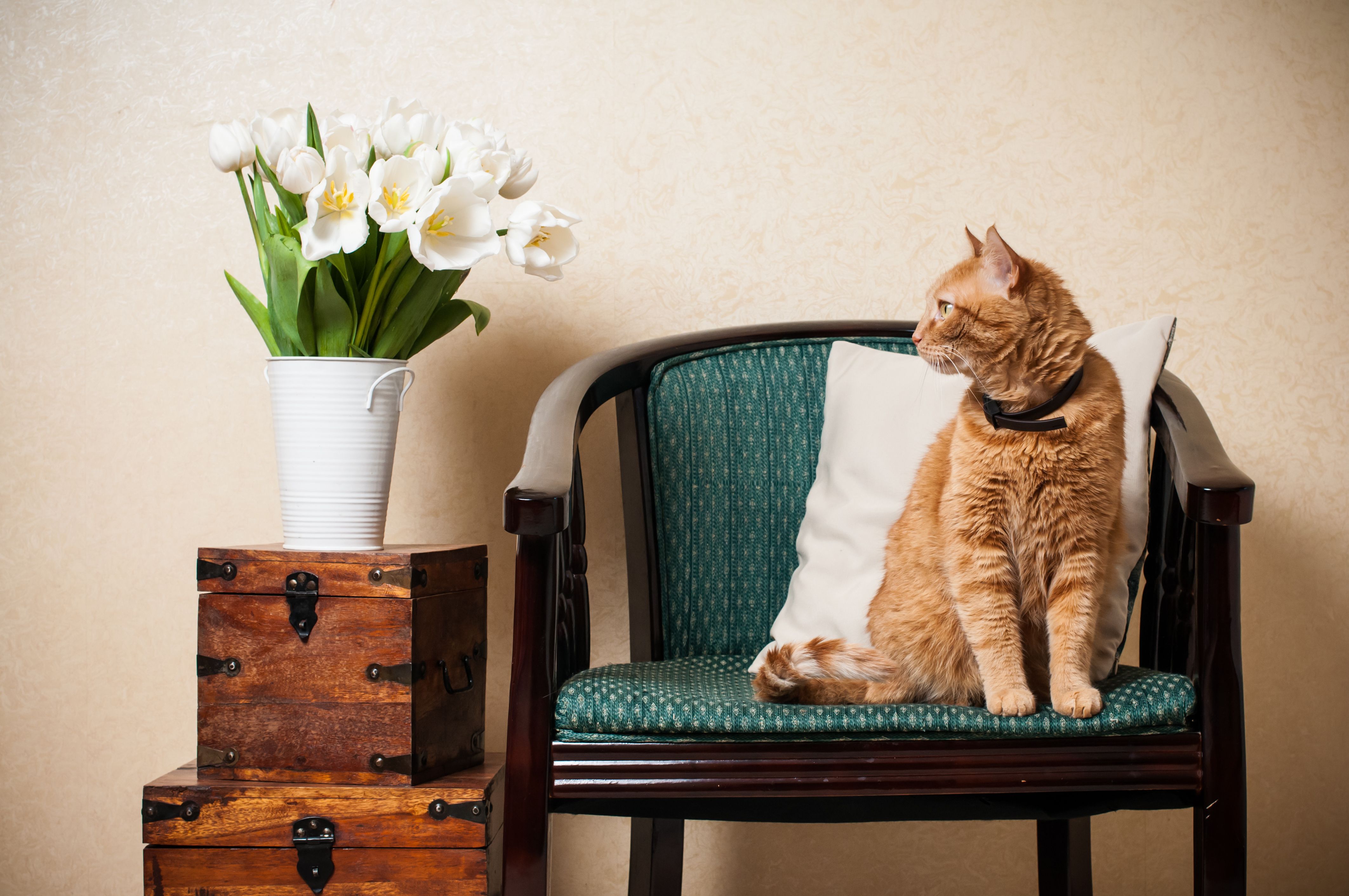 Get A Cat friendly Home In 5 Simple Ways