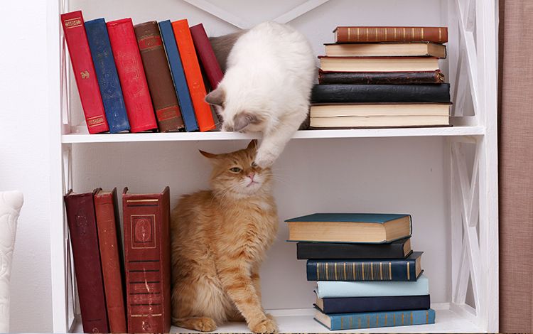 Cat friendly outlet bookshelf