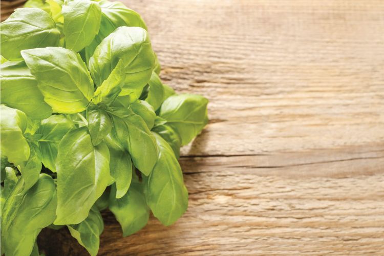 indian herbs-basil or tulsi