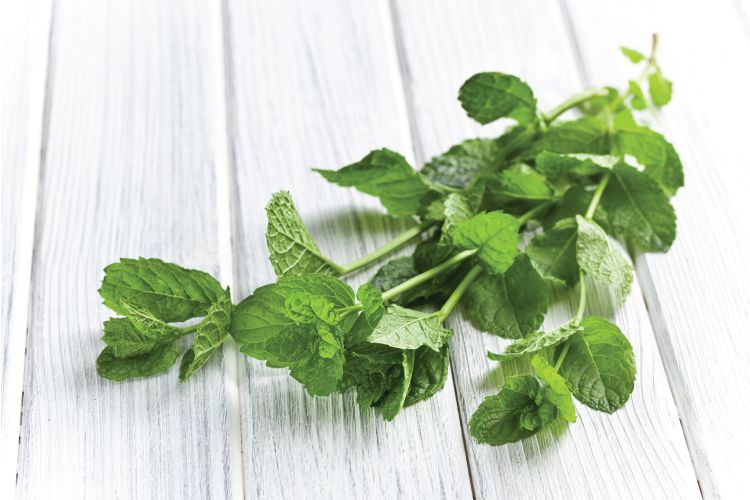 indian herbs kitchen-mint or pudina