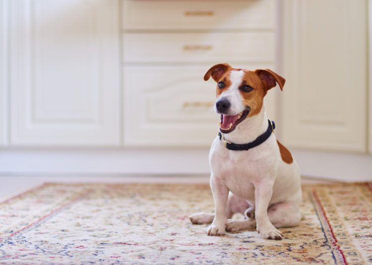 For a clean Persian rug, train your pets to stay away from the rug.