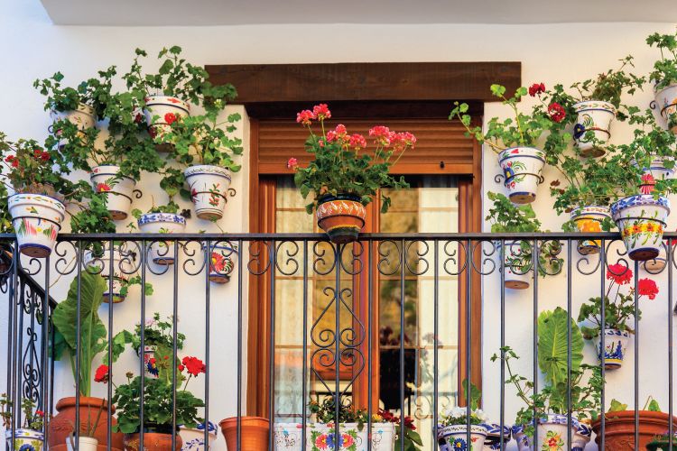 plants in balcony