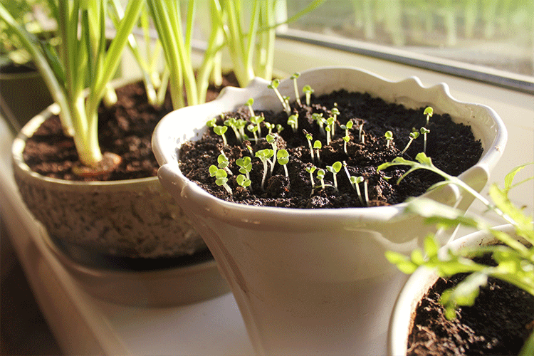 How to make a kitchen garden_seeds