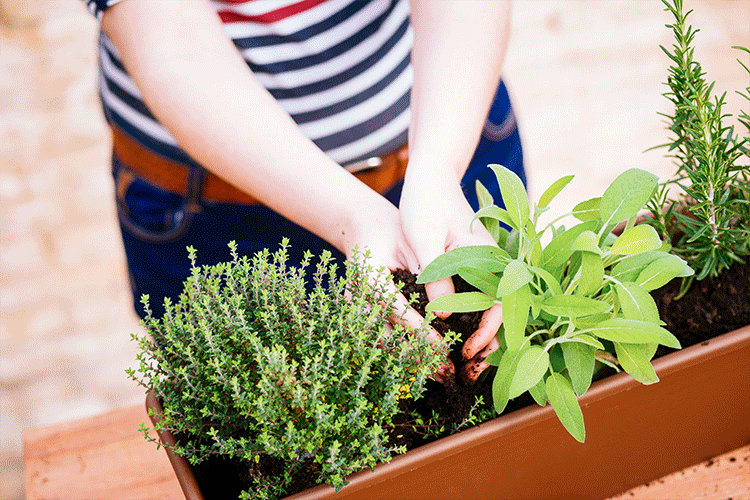 How to make a kitchen garden_soil