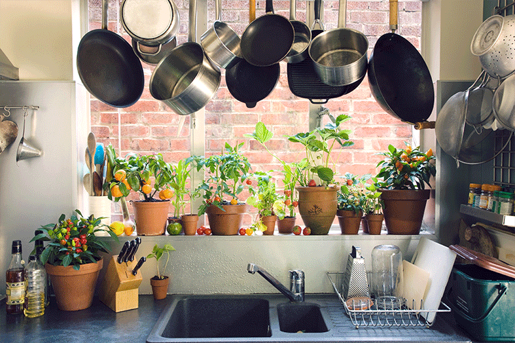 How to make a kitchen garden_sunlight
