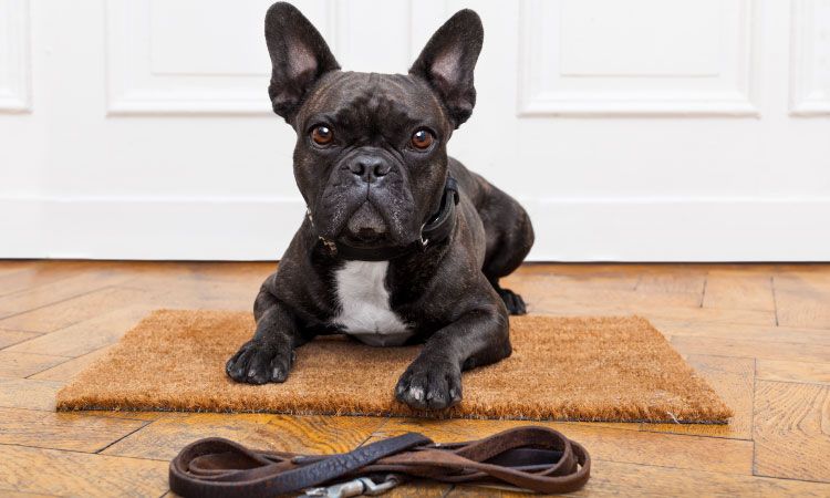 Keep Your Homes Dry This Monsoon With These High Absorbent Door Mats