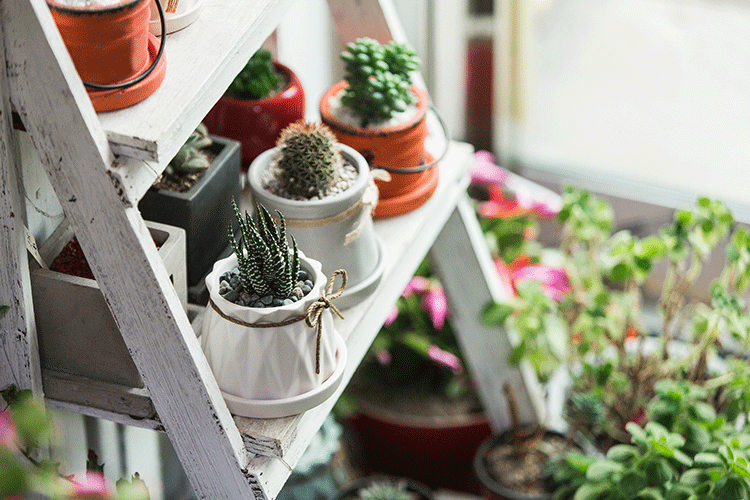 succulent decorating ideas 