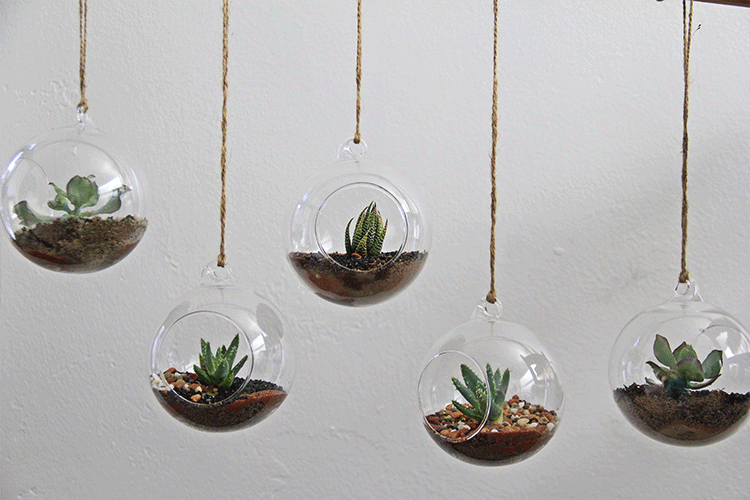 7 Easy And Attractive Succulent Decorating Ideas