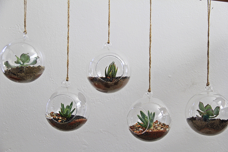 succulent decorating ideas