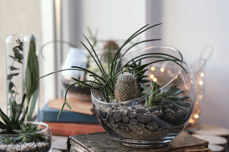 succulent decorating ideas