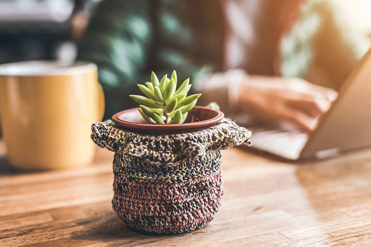 succulent decorating ideas