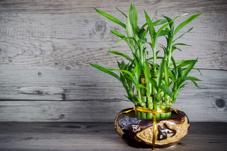 Best indoor plants