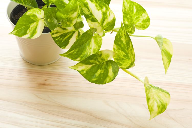 Best indoor plants