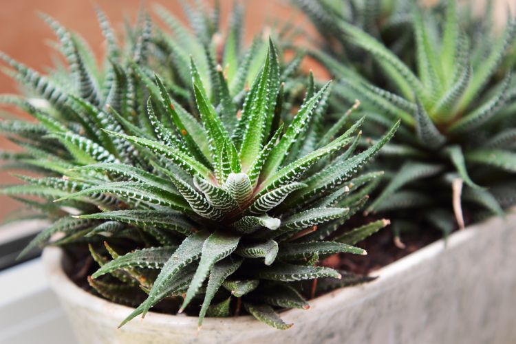 Best indoor plants