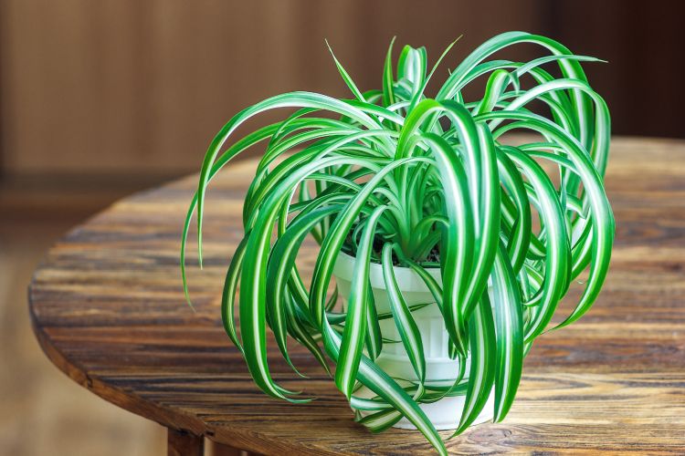 Best indoor plants