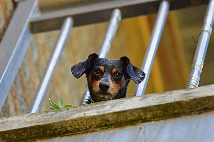 Pet proof your home