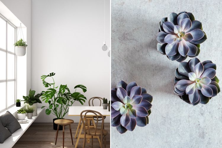 decoration-ideas-plants