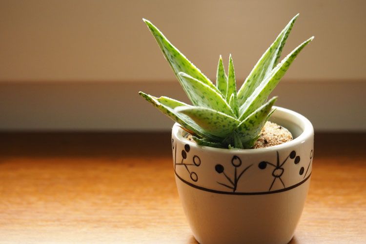 Indoor plants_aloe vera