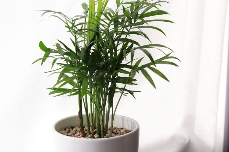 Indoor plants_areca palm