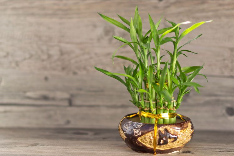 Indoor plants_bamboo