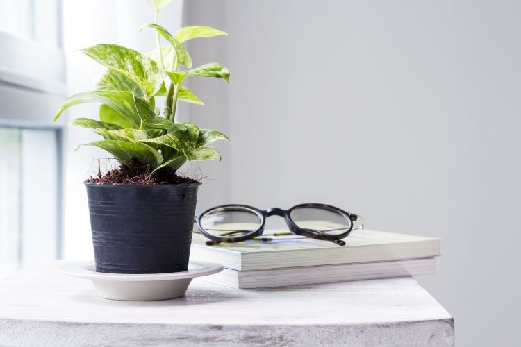 Indoor plants_money plant