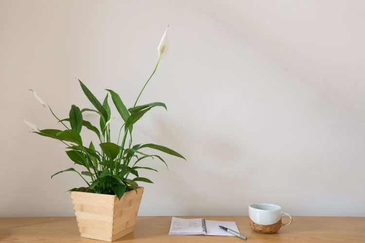 Indoor plants_peace lily