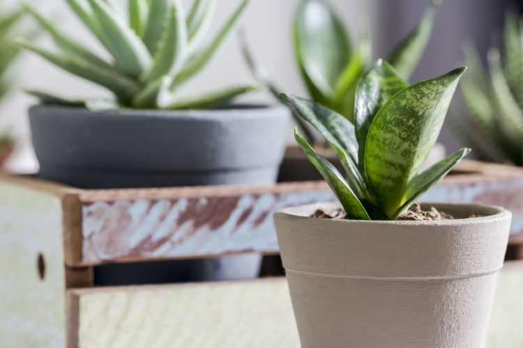 Indoor plants_snake plant