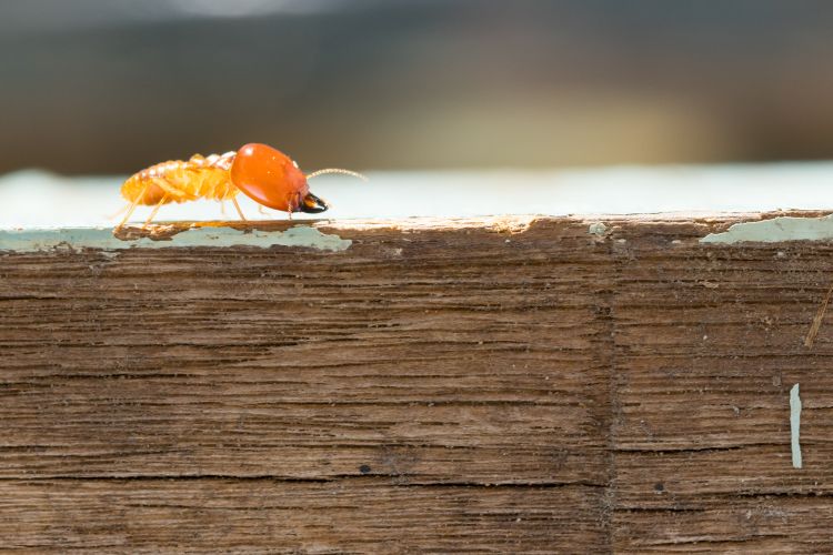 treatment-for-termite-in-wood