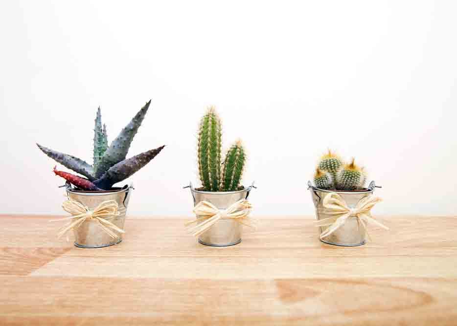 Vastu shastra pentru home_cacti