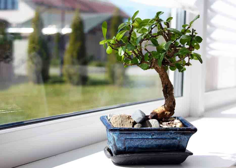 Vastu shastra pentru home_bonsai