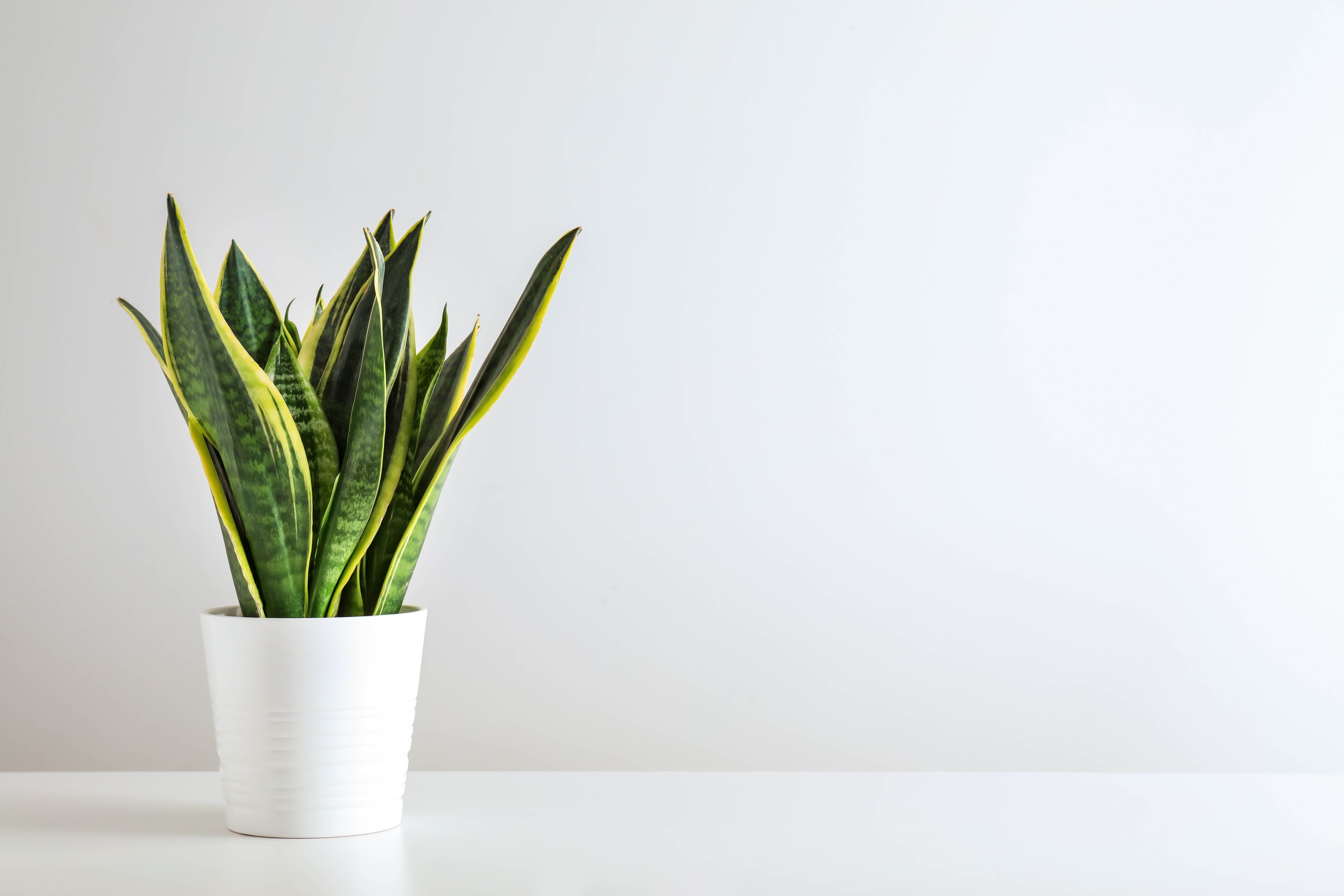 office plants-snake plant-dry air-low maintenance plant