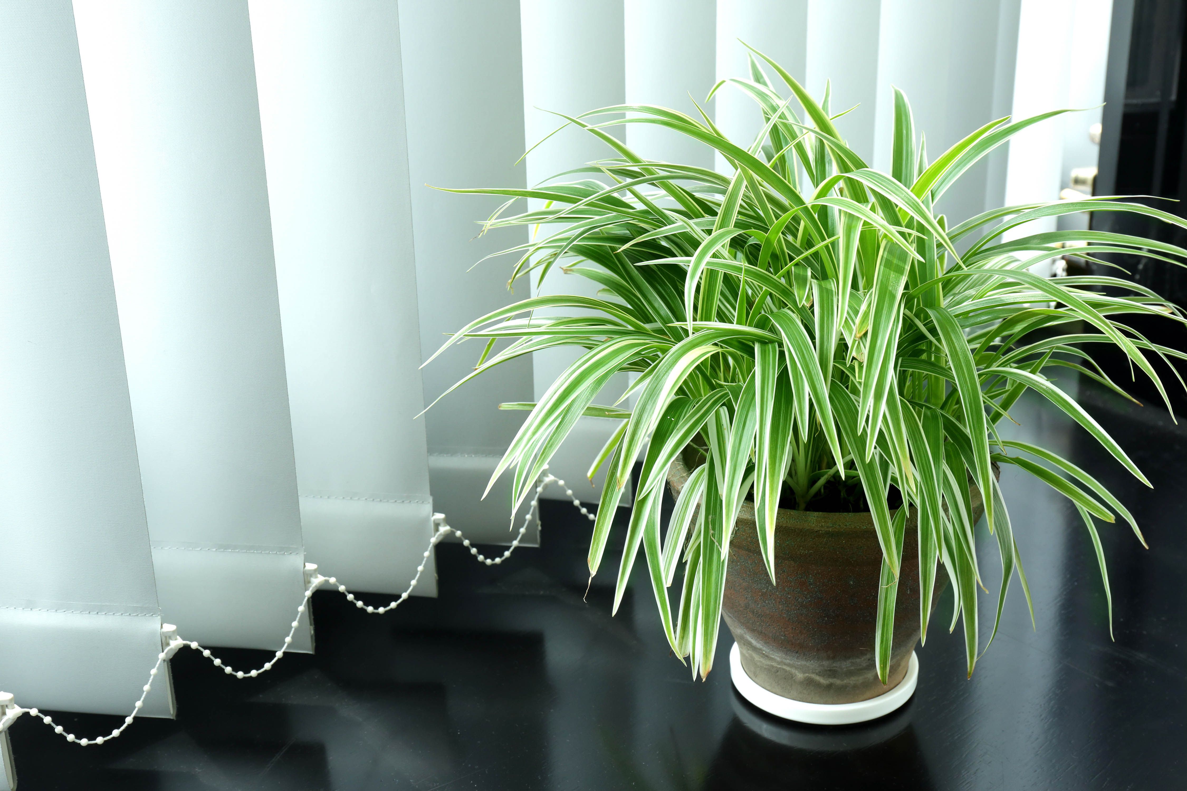 office plants-spider plant-long leaves-mood booster plant