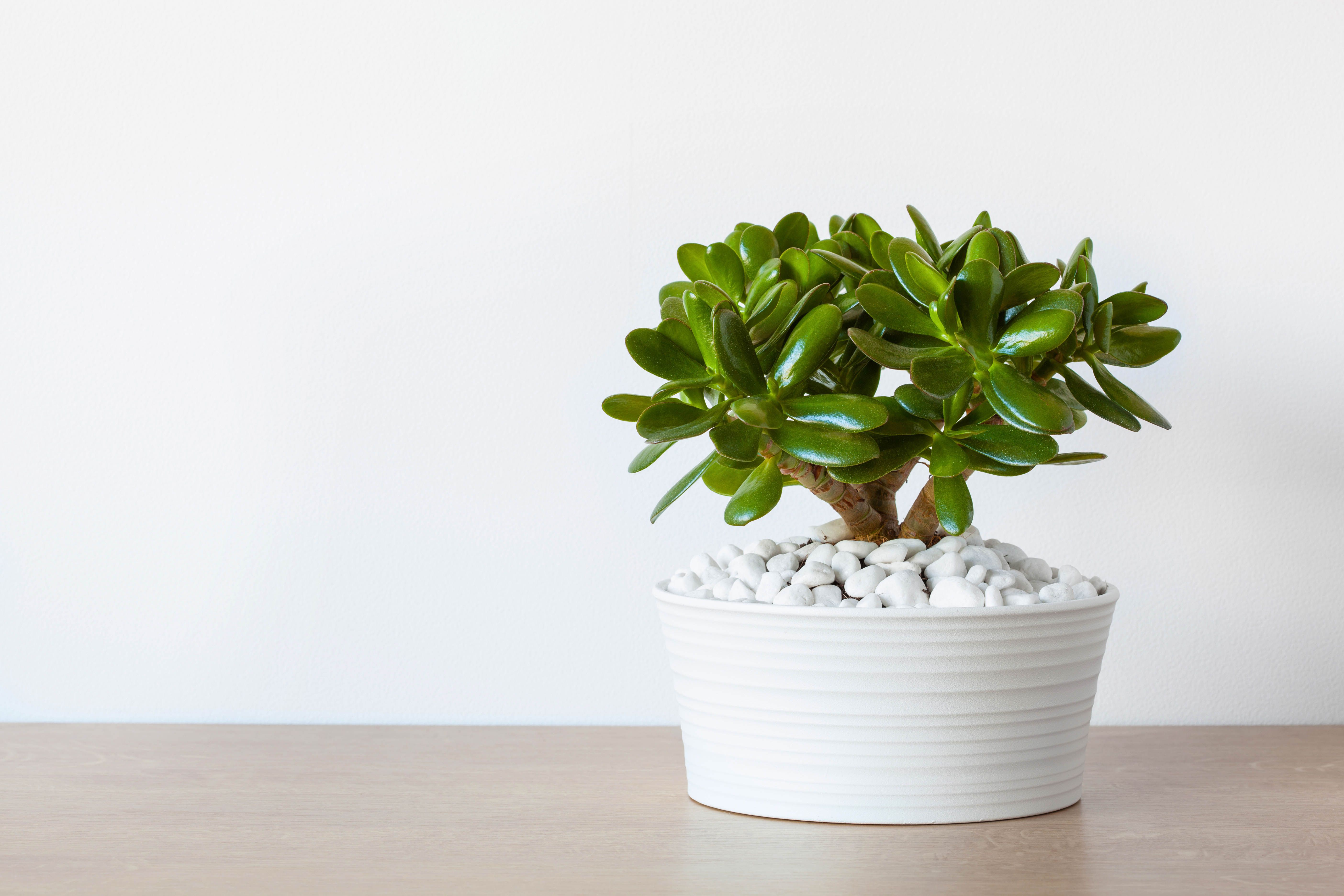 office plants-jade plant-glossy leaves-dark green leaves-small plant