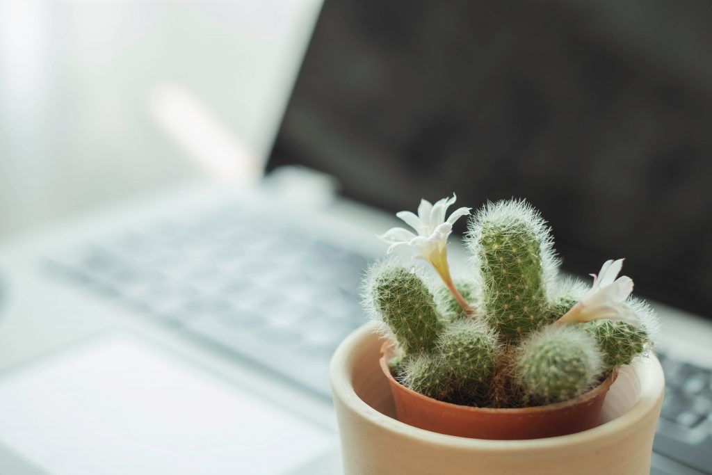office plants-cactus-thorny plant-succulent-low maintenance plant