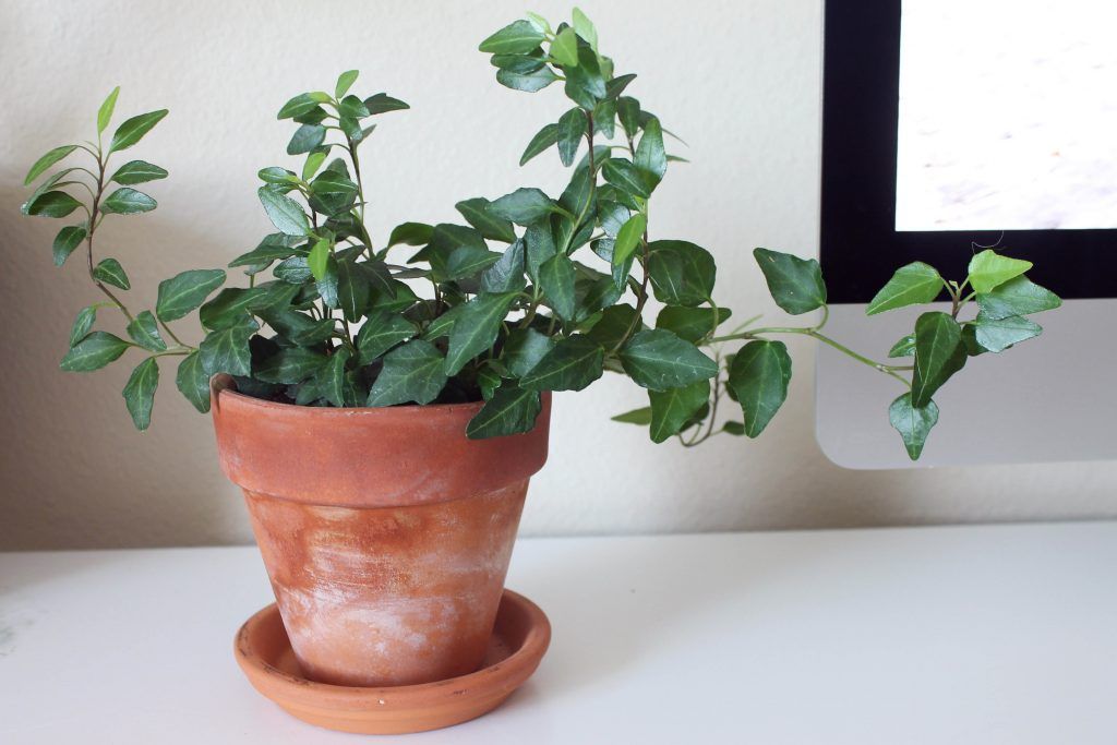 office plants-english ivy-pretty leaves-dark green plant