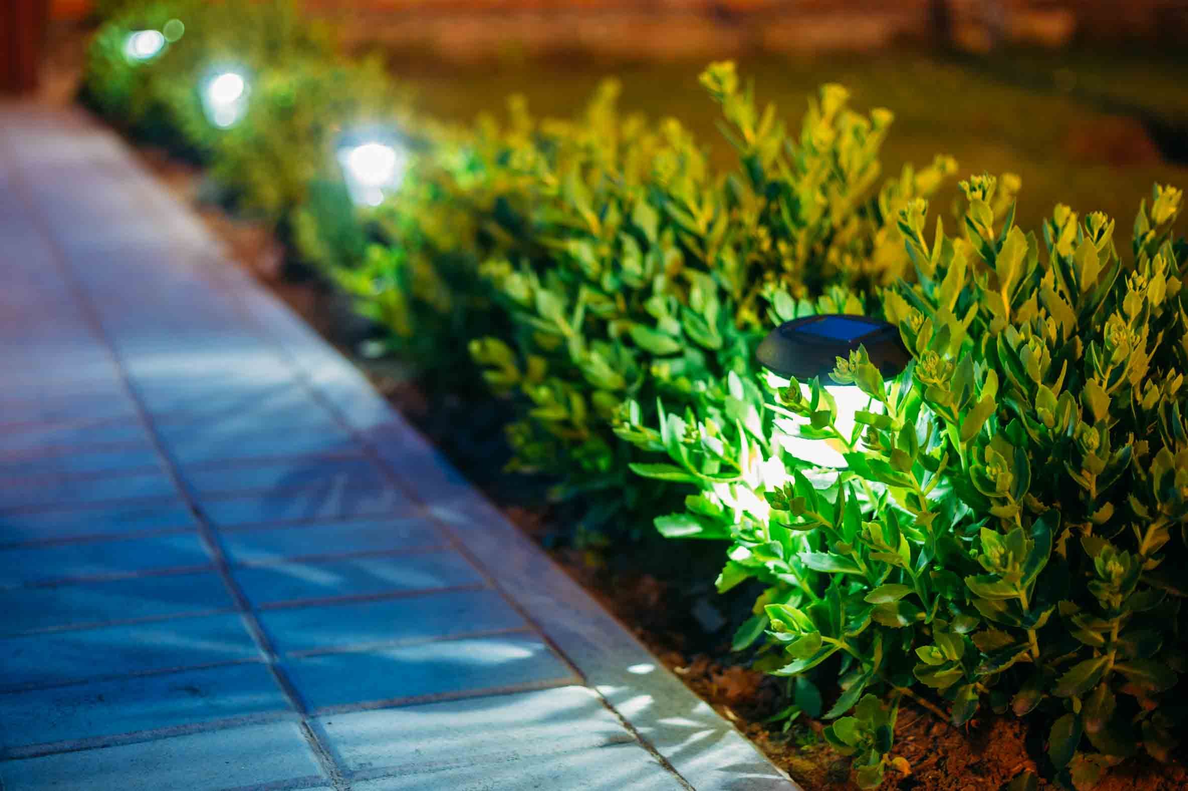 garden lights-spike lights-focus lights-small plants