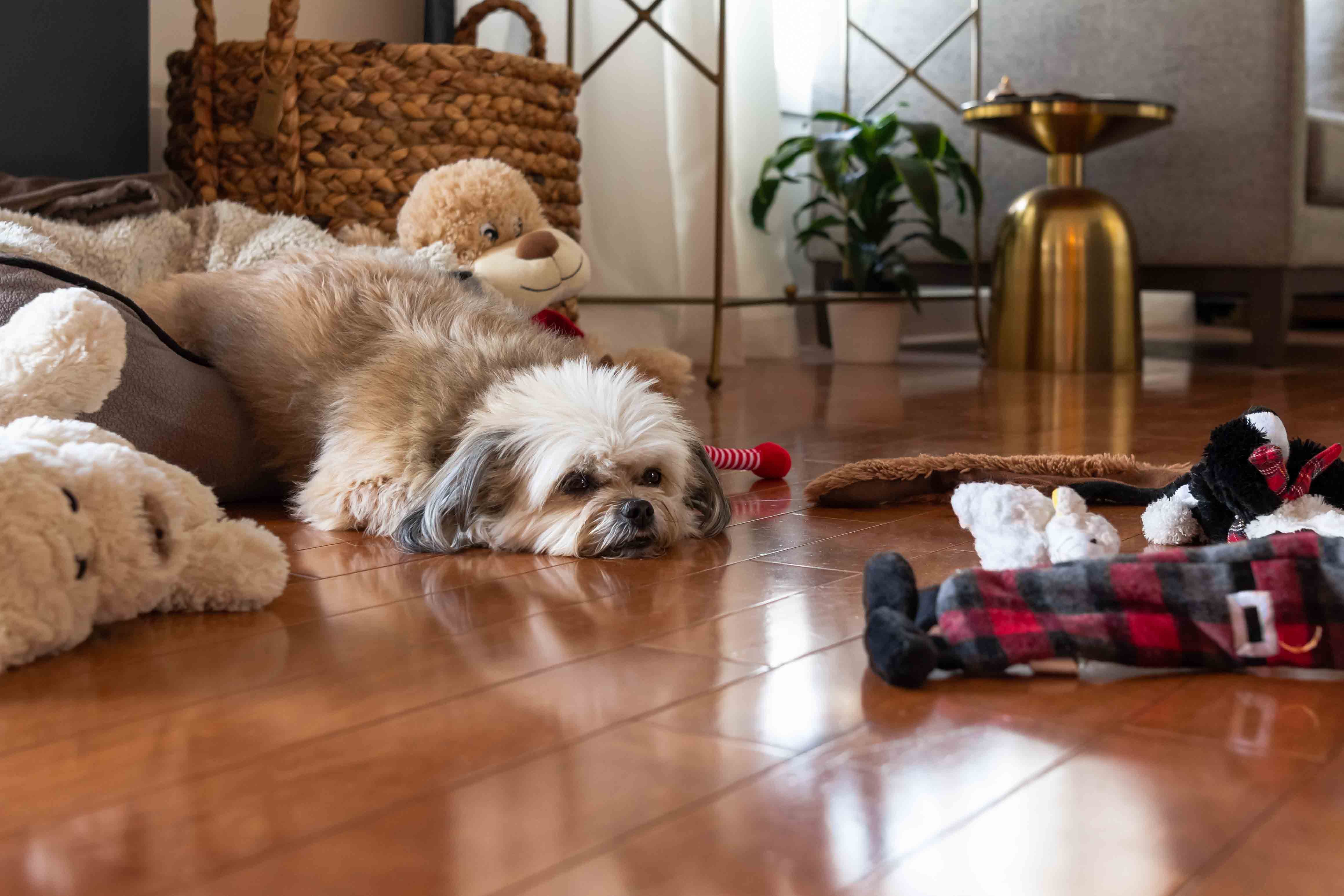 pet-friendly-flooring-hardwood-floor-shitzhu