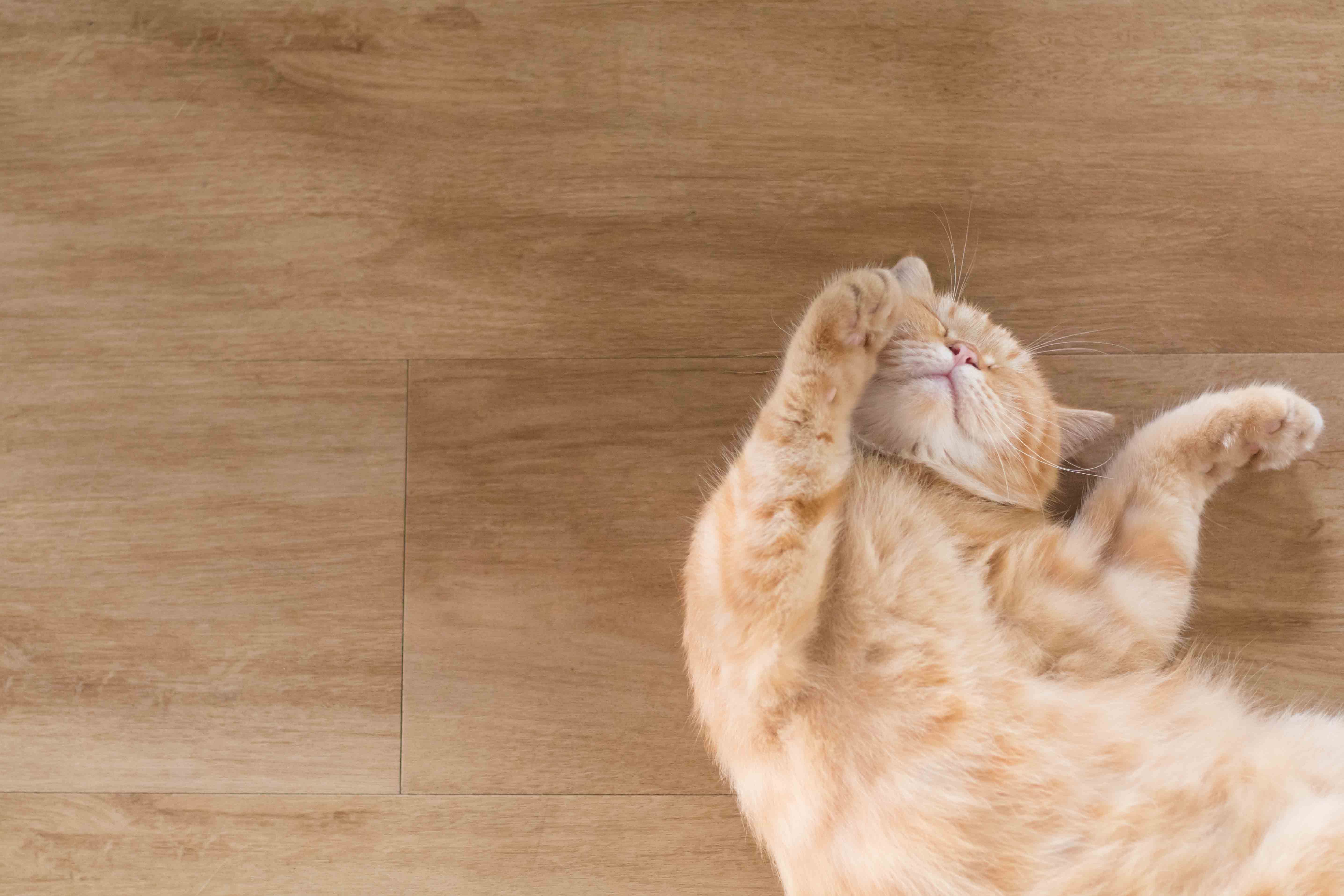 pet-friendly-flooring-laminate-floor-cat