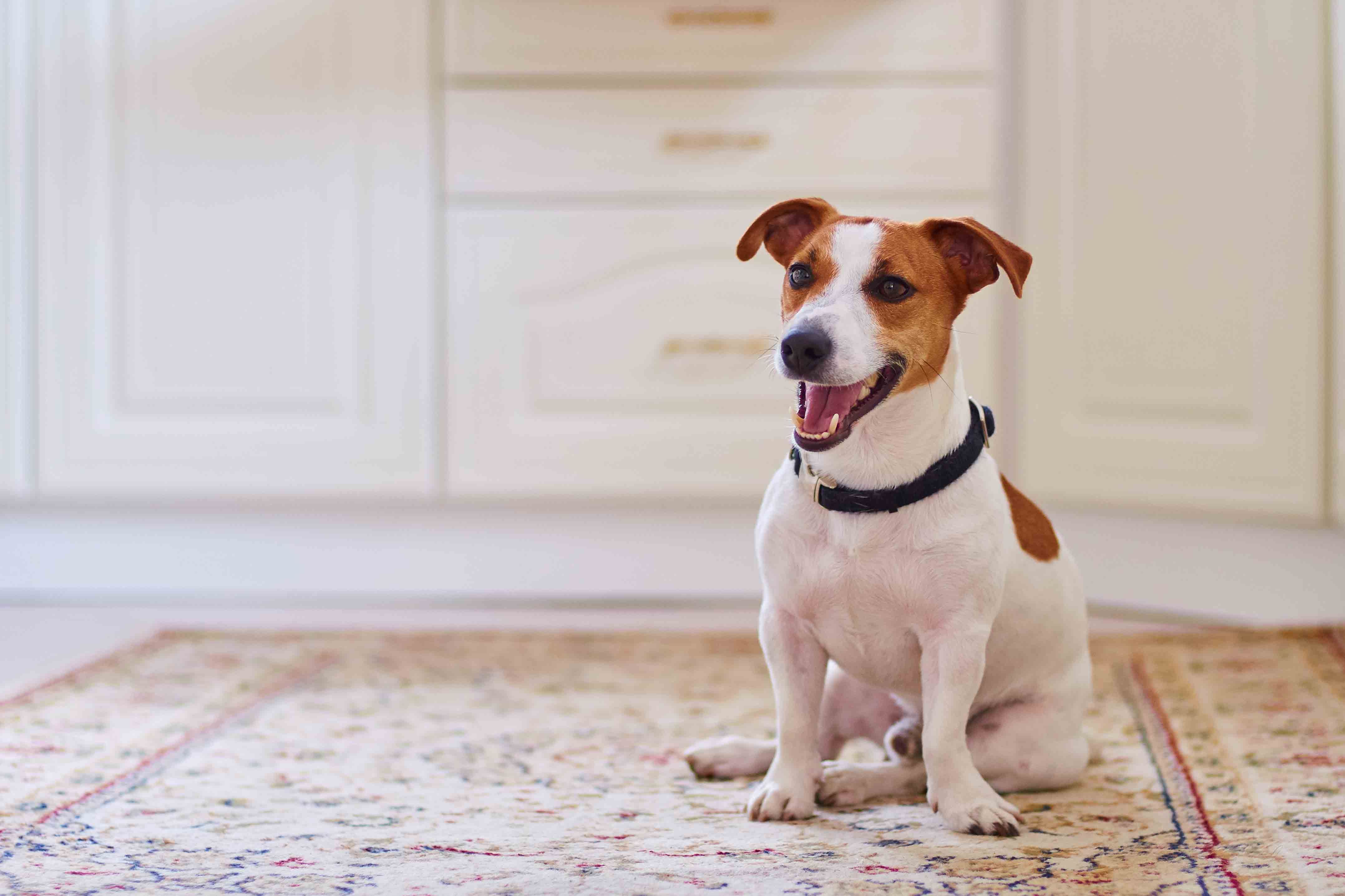 pet-friendly-flooring-carpet-floor-flooring-for-pets-indie-dog