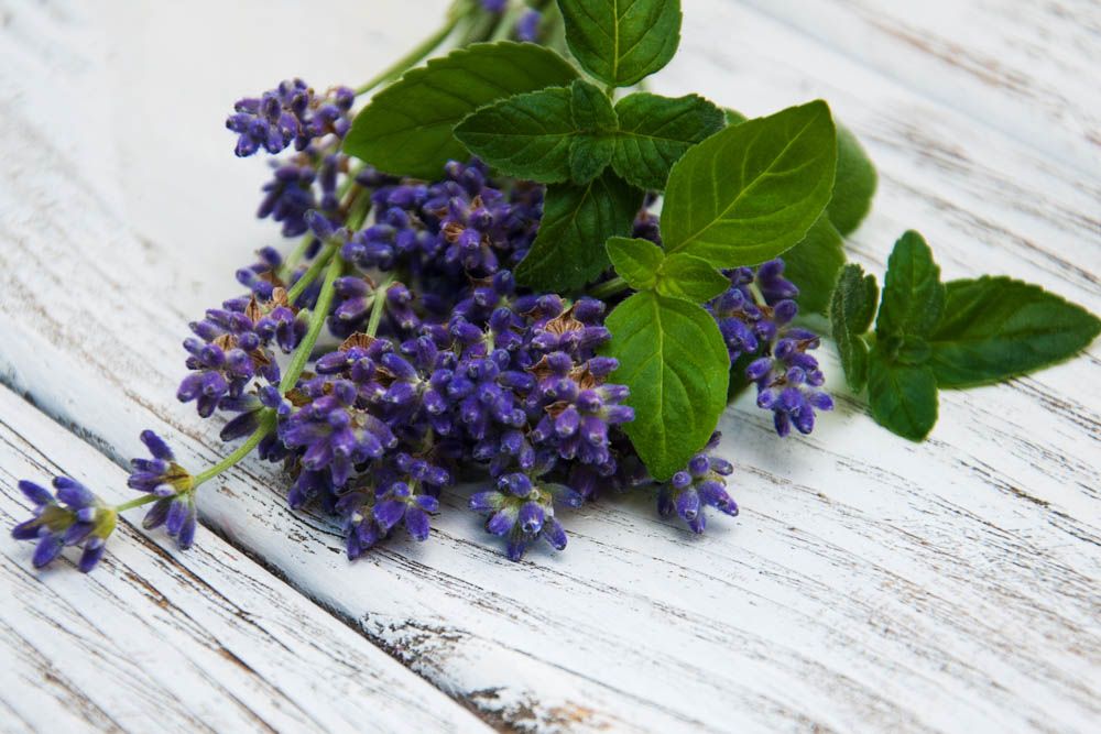 how to get rid of ants-leaves-mint-lavender