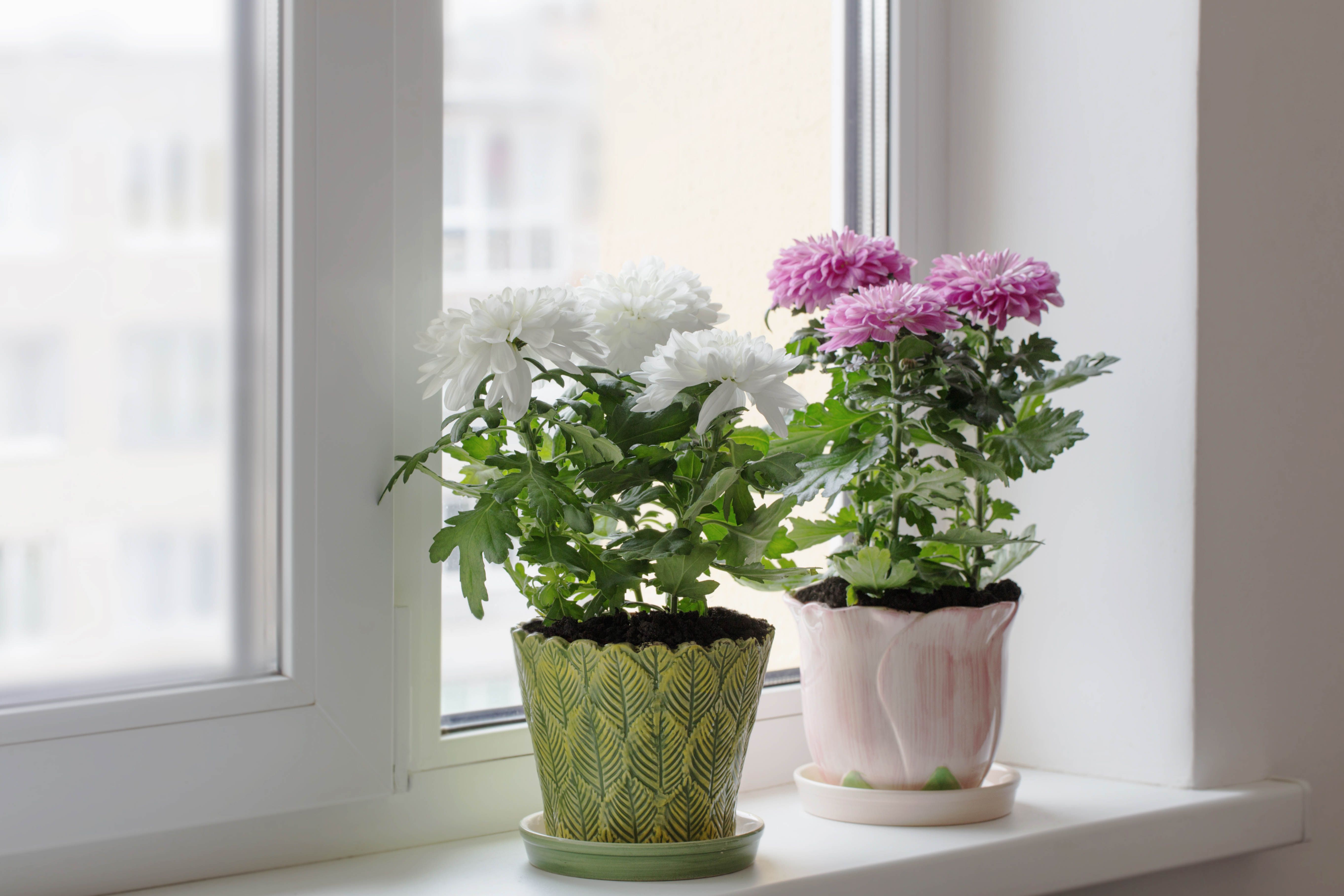 plants that keep bugs away-chrysanthemums-potted plants-window sill