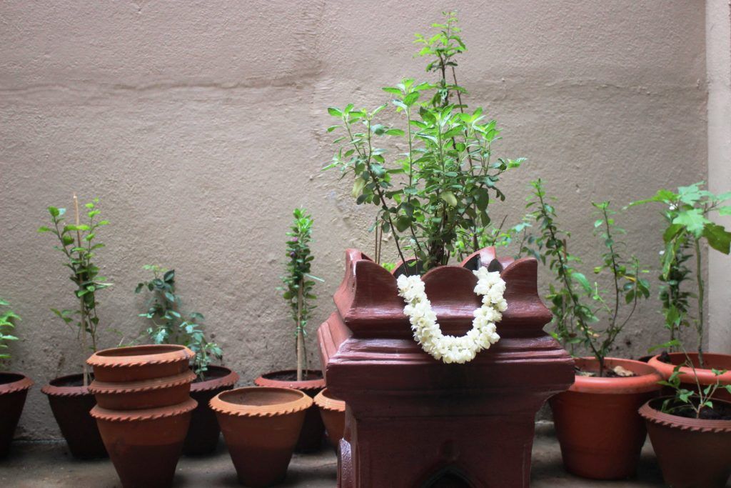 plants that keep bugs away-leaves-potted-plants-tulsi