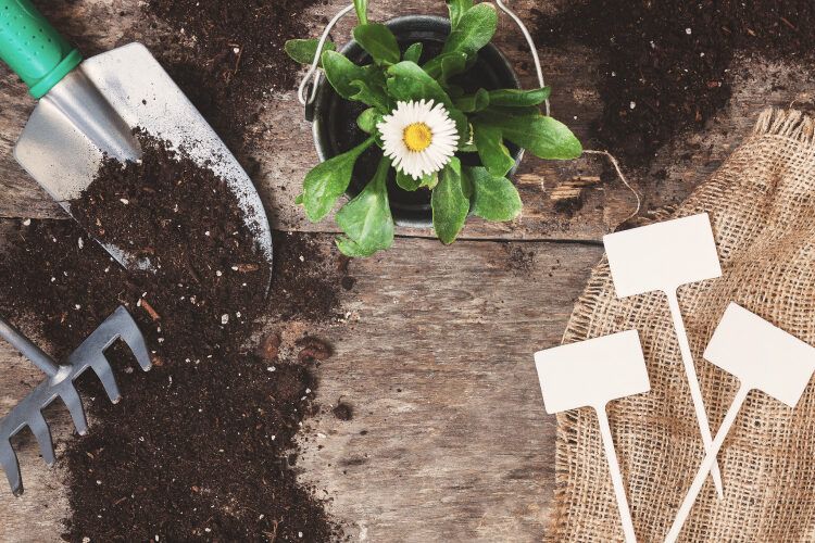 Which Soil is Best for Plant Growth Potting Mix or Regular Soil?