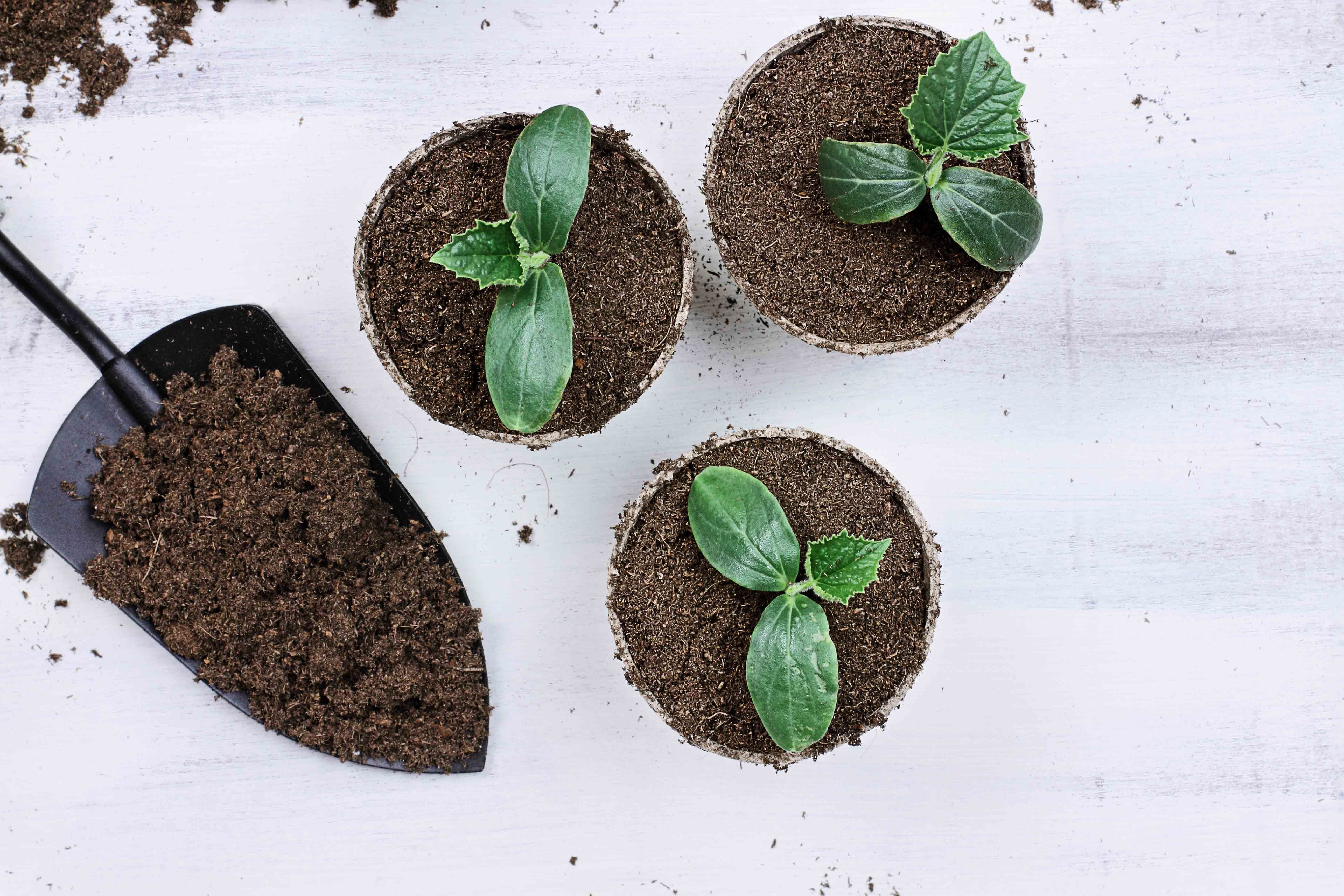 which soil is best for plant growth-heavy soil-light soil