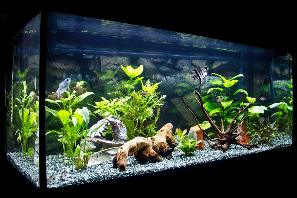 How to Make Aquarium Decor That is Fish-friendly