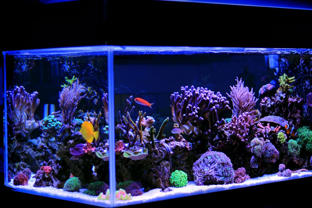 saltwater aquarium-corals for aquarium decoration