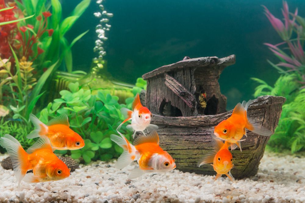 fish aquarium decorations cheap