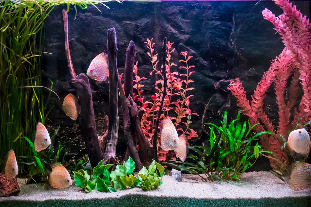 How to Make Aquarium Decor That is Fish-friendly